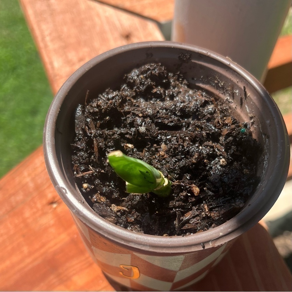 Baby Snake Plant in soil Potted In Mini Ceramic Planter 2.5โx 3.25โ. โJโ Initial - Picture 2 of 6